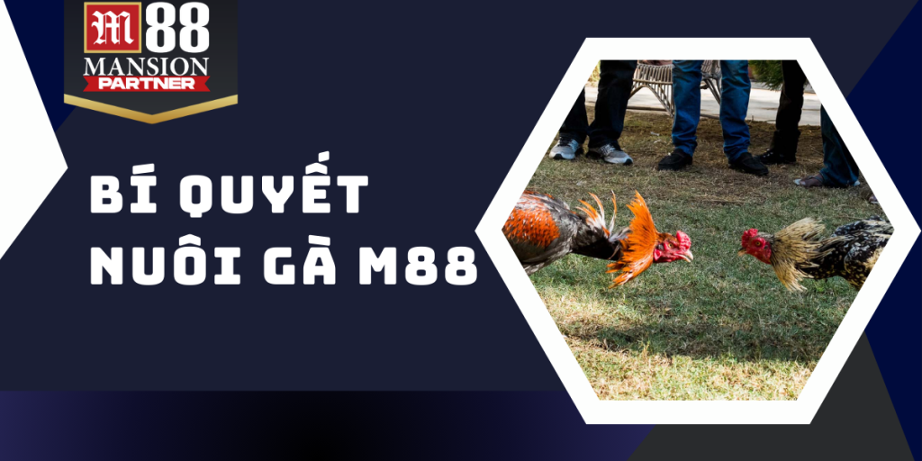 Bí quyết nuôi gà M88 - Kho báu gia truyền trong chăn nuôi