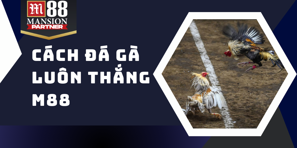 Bật mí những cách đá gà luôn thắng từ chuyên gia M88