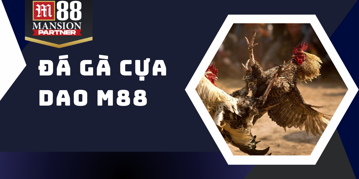 Đá gà cựa dao - Chia sẻ kinh nghiệm chiến thắng tại M88